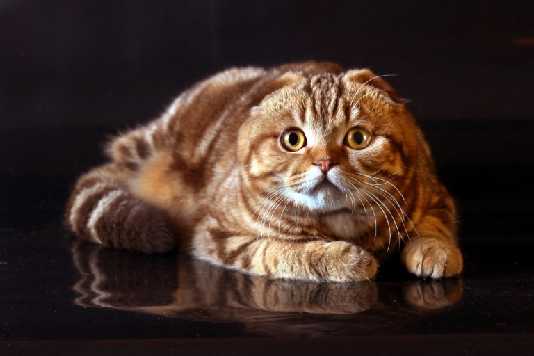 Вислоухая мраморная кошка фото