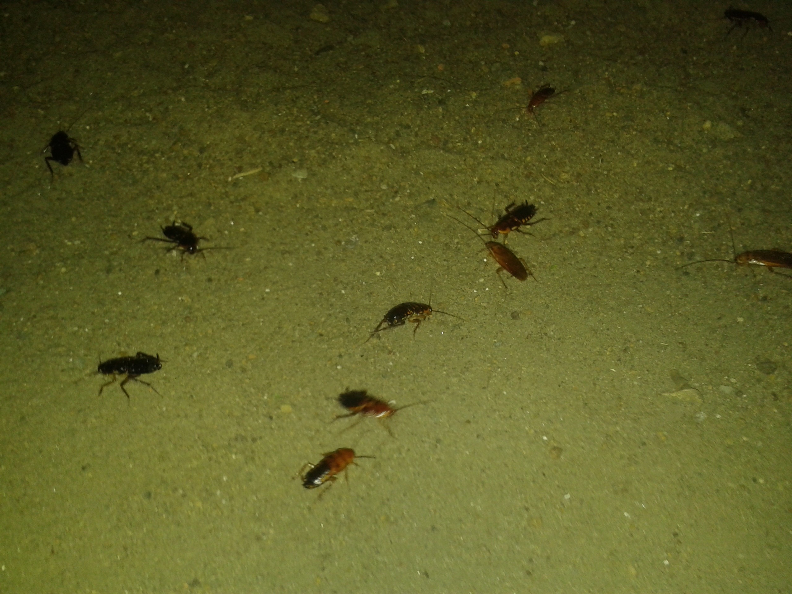 Мелкие Тараканы В Квартире Фото