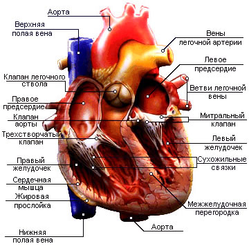 Сердце - один из самых важных органов человеческого организма.