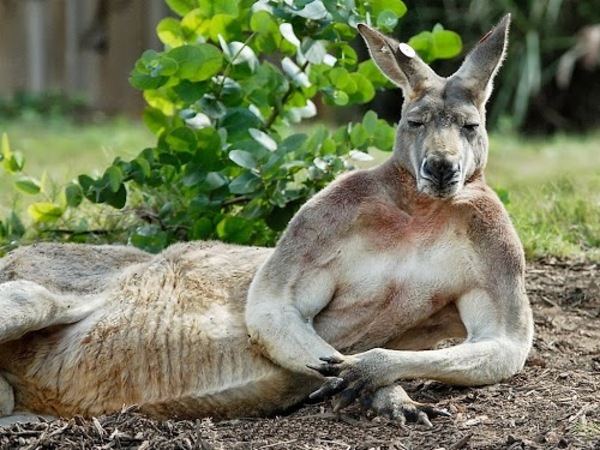 Картинки по запросу кенгуру