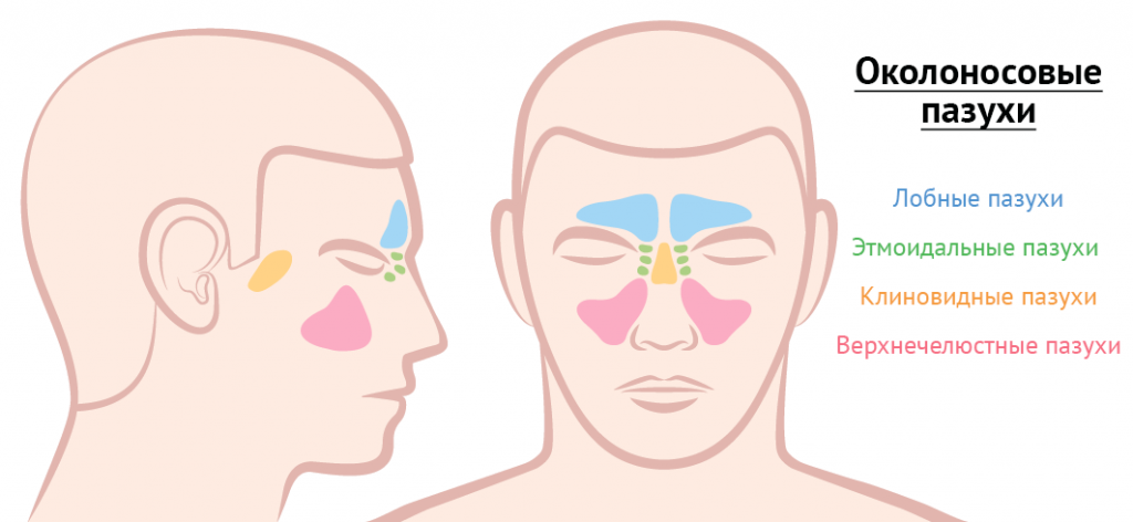 Расположение лицевых пазух человека