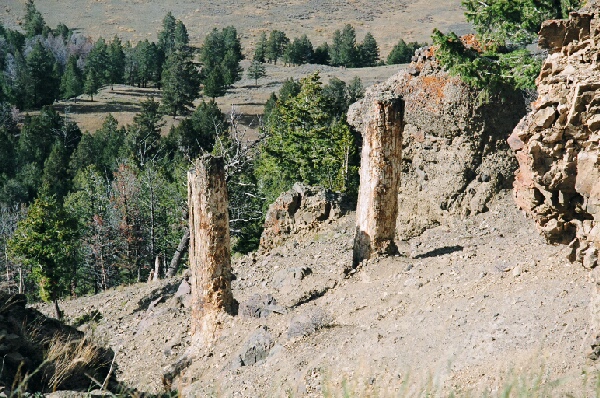 http://earth-chronicles.ru/Publications_8/45/YellowstonePetrifiedTrees.jpg