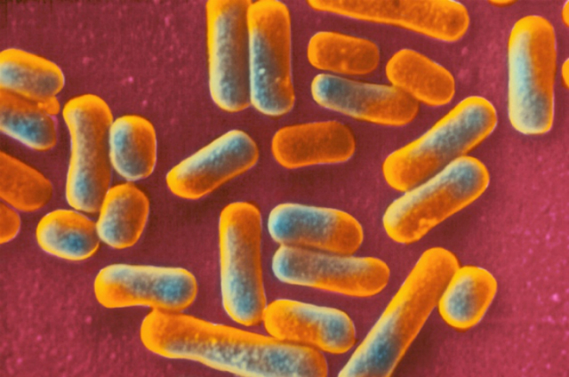 Бактерии Lactobacillus gasseri (иллюстрация BSIP SA). 