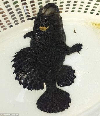 В Австралии поймали необычную рыбу, которую ученые не могут идентифицировать