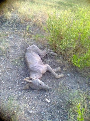 В Киргизии смогли убить чупакабру, пившую кровь у животных