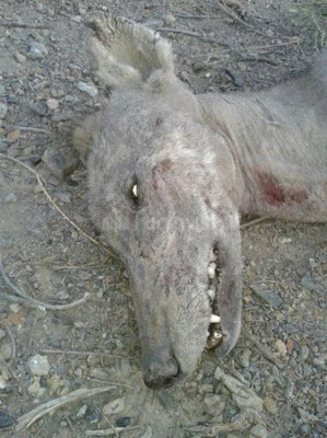 В Киргизии смогли убить чупакабру, пившую кровь у животных