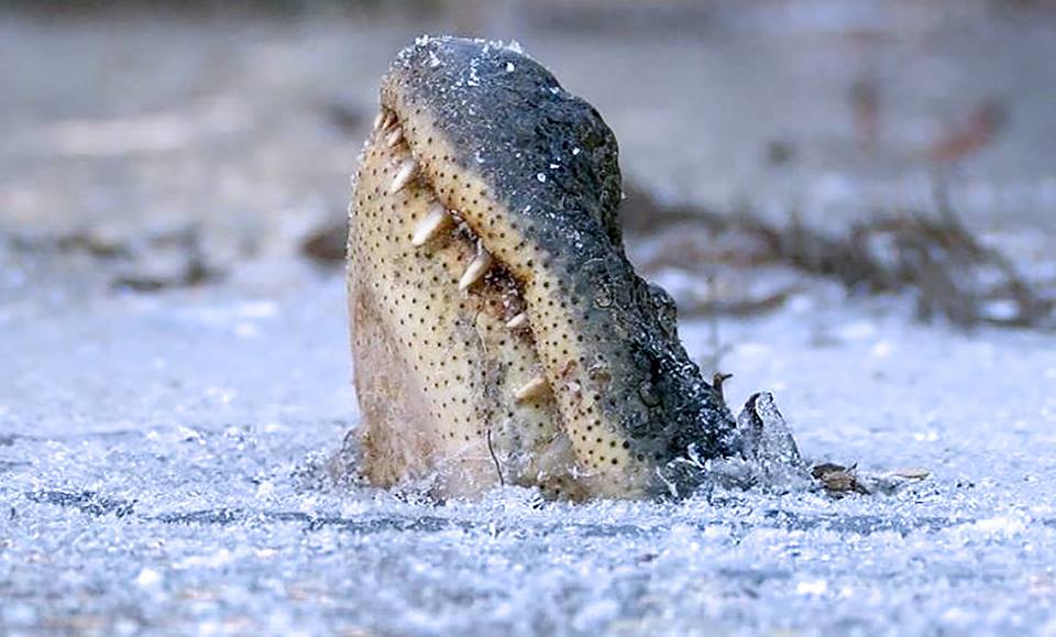 american-alligators-frozen-ice.jpg