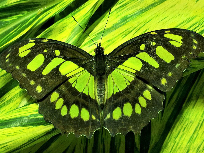 Бабочка Перу