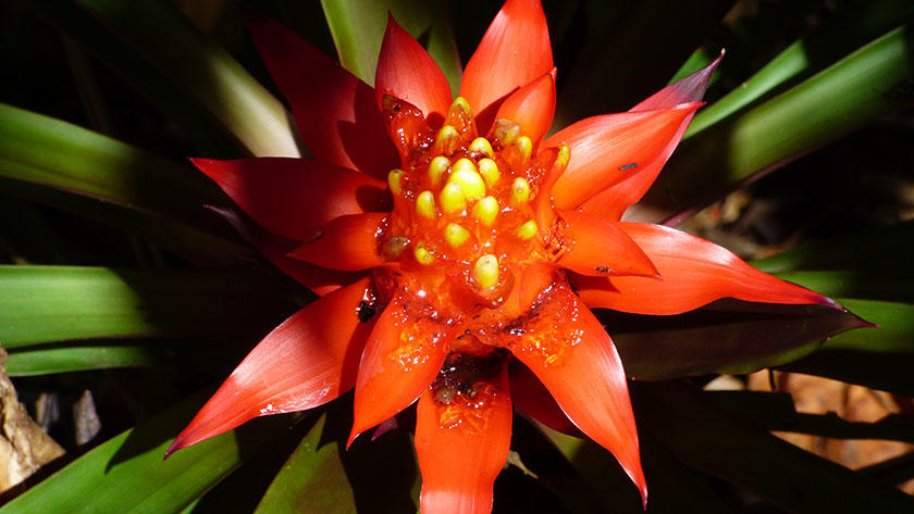 Бромелия - цветок из джунглей Перу