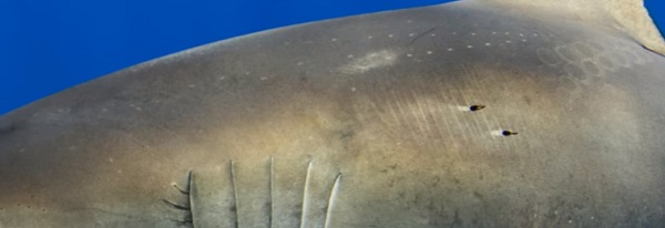 Китовая акула спинной мозг