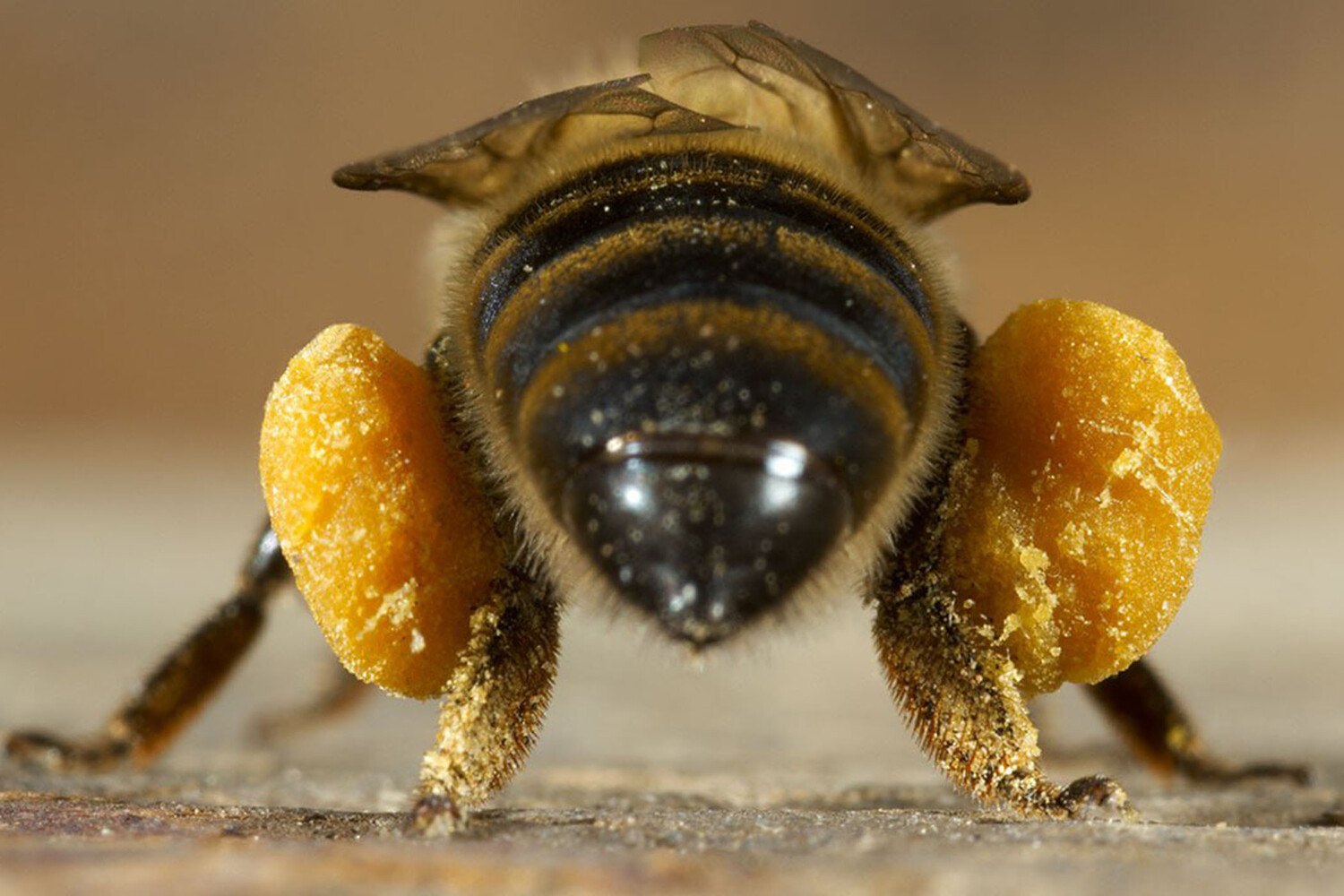 Пчела питается пыльцой. Пчелиная пыльца (Bee pollen). Пчела с пыльцой и нектаром. Пчела с пыльцой на лапках. Пчела собирает нектар.