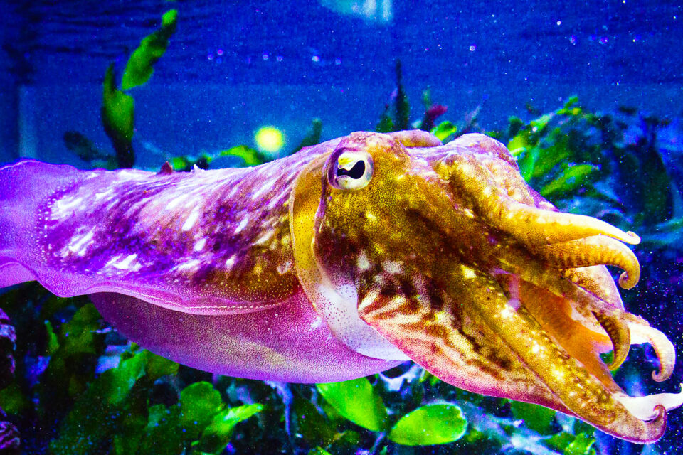 Подводный мир каракатица. Глаз каракатицы. Каракатица меняет цвет. Маскировка кальмара. Каракатица и кальмар