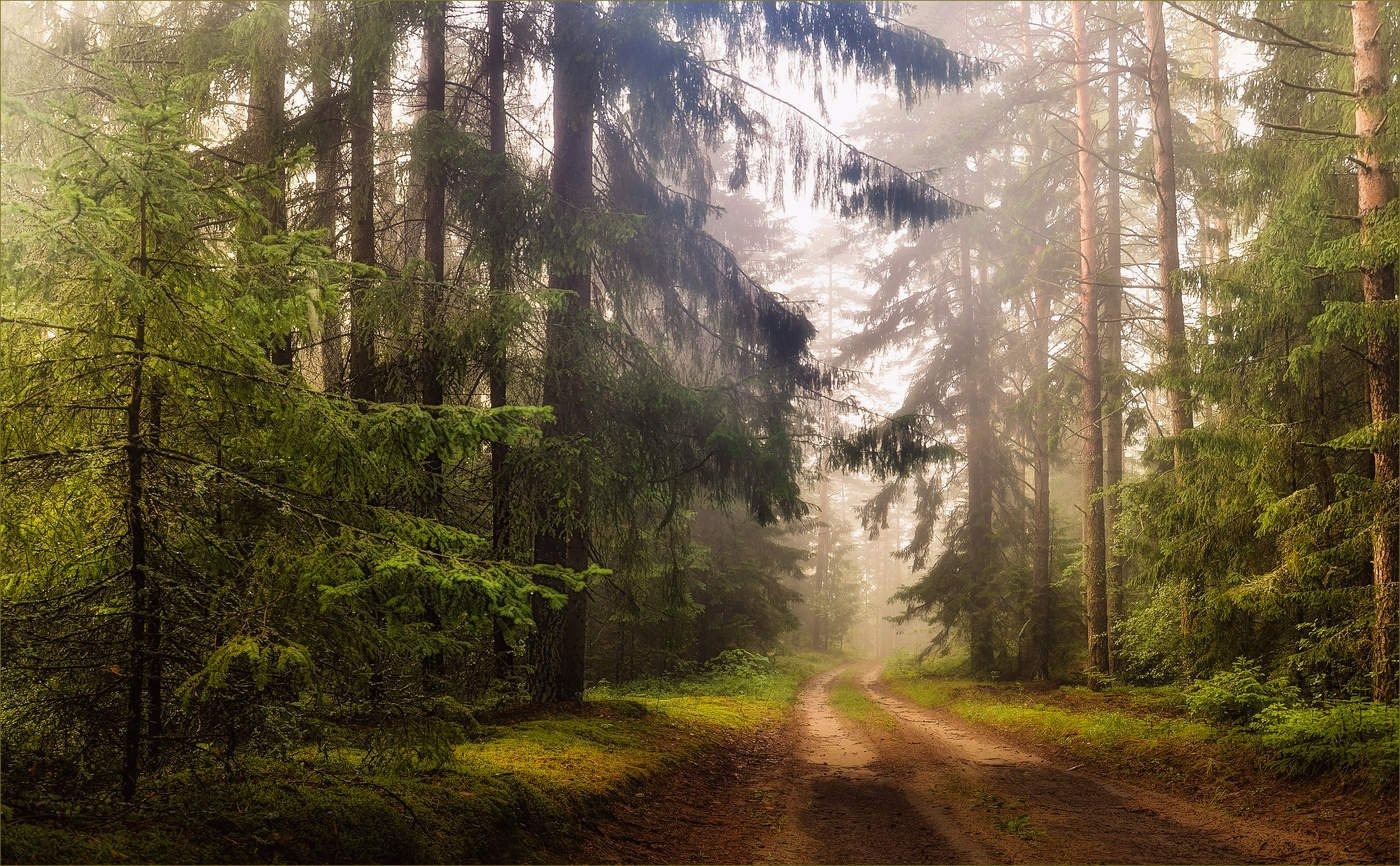 Белорусский лес фото