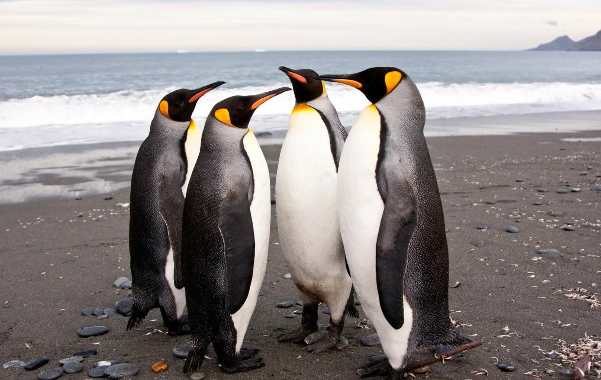 описание пингвинов