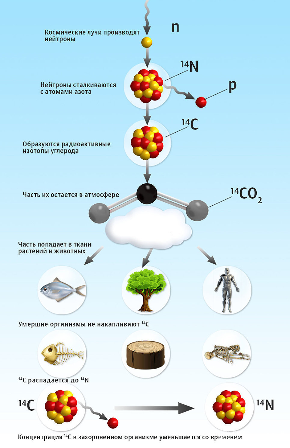 Время распада углерода. Изотопы в природе. Радиоактивные изотопы в природе. Применение радиоактивных изотопов в геологии. Радиоактивный изотоп углерода.