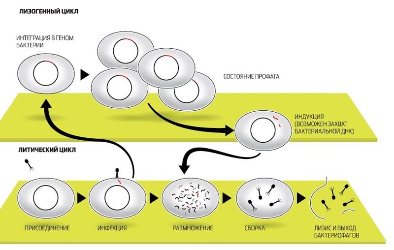 Цикл бактерии. Лизогенный цикл бактериофага это. Жизненный цикл литического бактериофага. Лизогенный жизненный цикл бактериофага. Лизогенный цикл развития бактериофага.