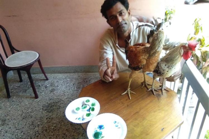 В Индии курица несет яйца с зелеными желтками
