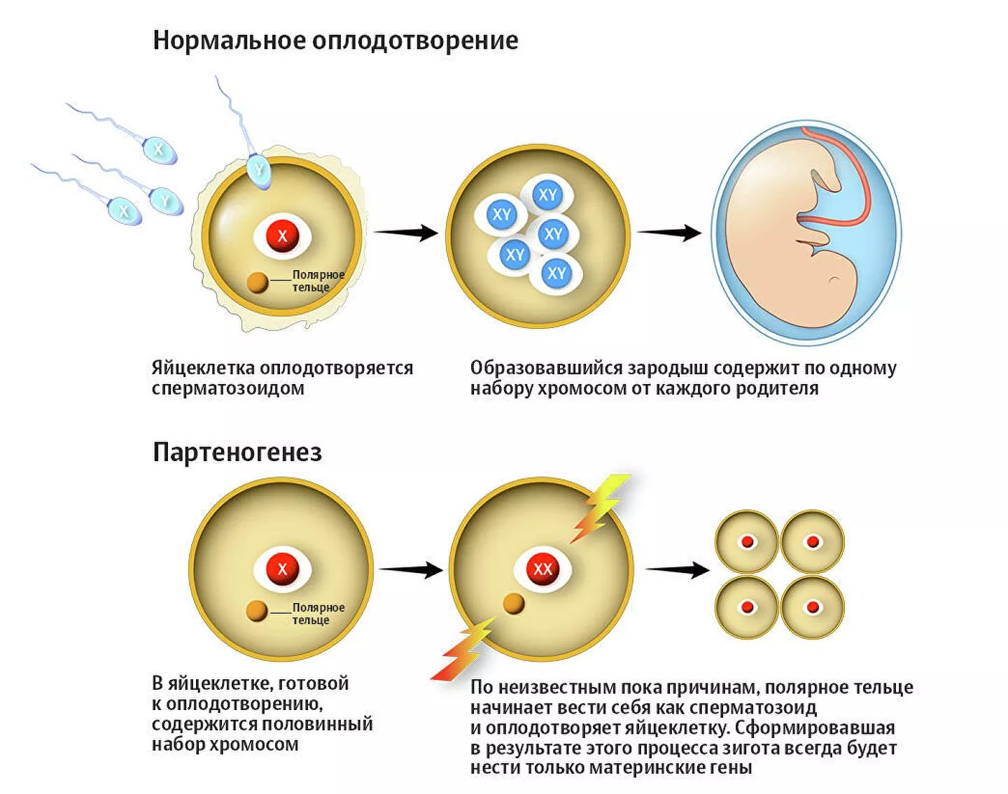 Где происходит созревание яйцеклеток. Схема созревания яйцеклетки. Механизм оплодотворения яйцеклетки схема. Партеногенез у пчел Тип размножения. Партеногенез однополое размножение.
