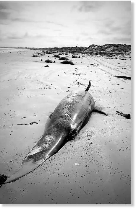 Песню умирающий дельфин. В новой Зеландии дельфины выбросились на берег. Киты выбрасываются на берег. Киты выбросились на берег новая Зеландия. Выбрасывание дельфинов на берег.