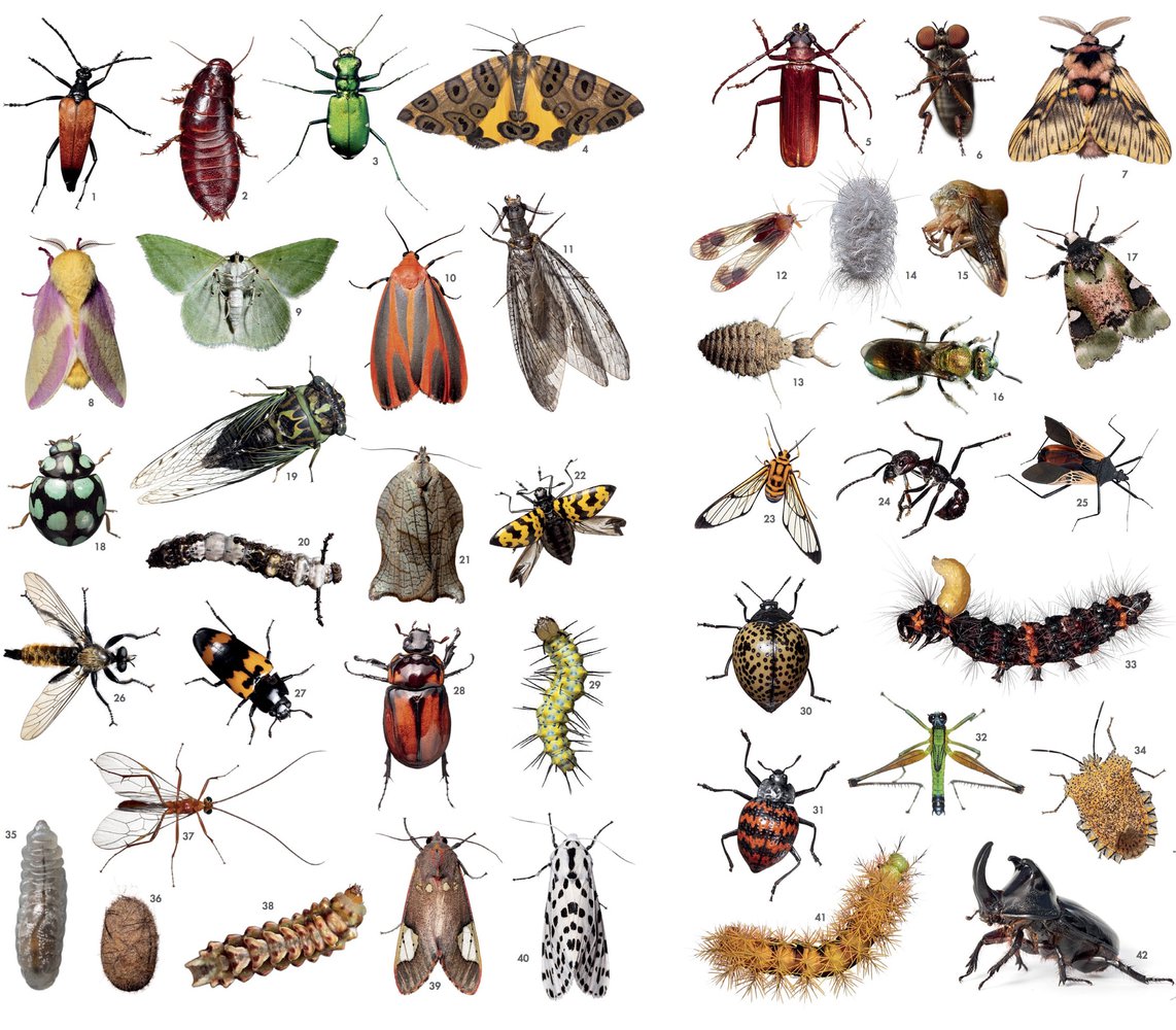 Три названия насекомых. Разные насекомые. Насекомые много. Насекомые картинки. Домашние вредители насекомые.