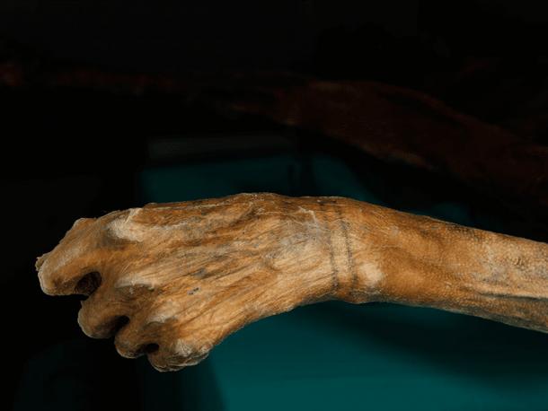 Художница воссоздала татуировки ледяного человека Этци на собственной коже