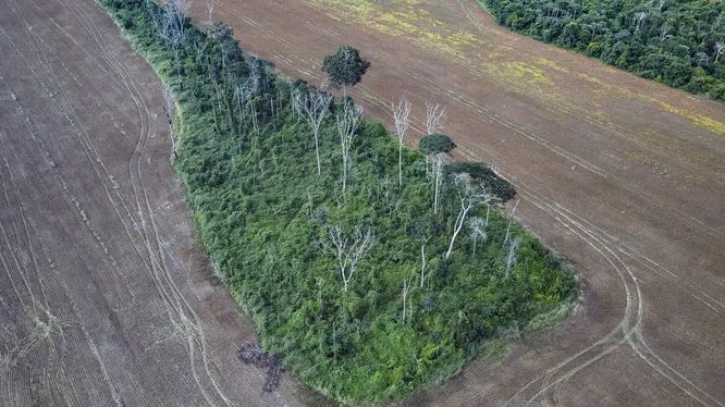 Почти 40% оставшихся лесов Амазонки деградируют из-за деятельности человека