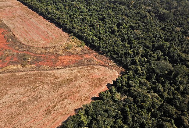 По всему миру беспощадно уничтожают леса.Чем это грозит планете?