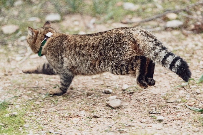 Существо из корсиканских легенд оказалось новым видом кошек