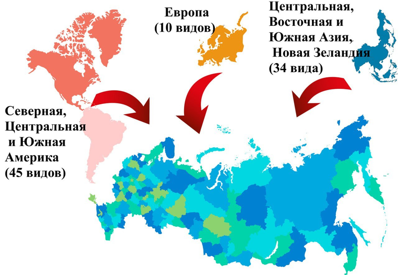 Биологи спрогнозировали распространение опасных инвазионных видов растений и животных в России