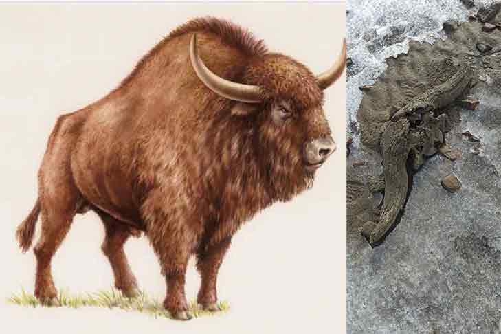 Житель Бердска нашел на берегу Оби череп доисторического зверя
