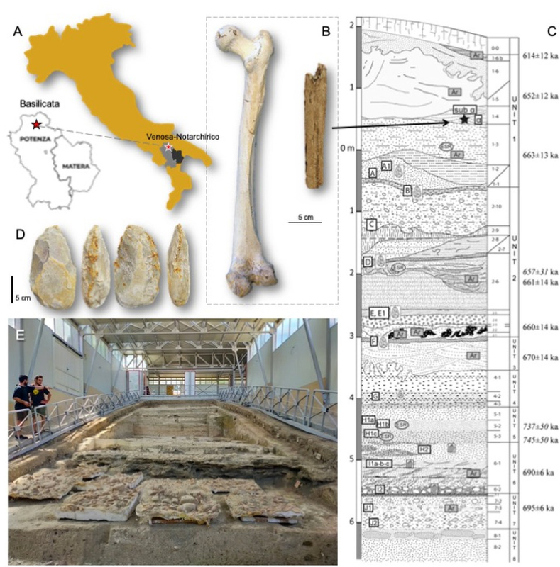 Древнейший обломок человеческой кости из Италии приписали человеку гейдельбергскому
